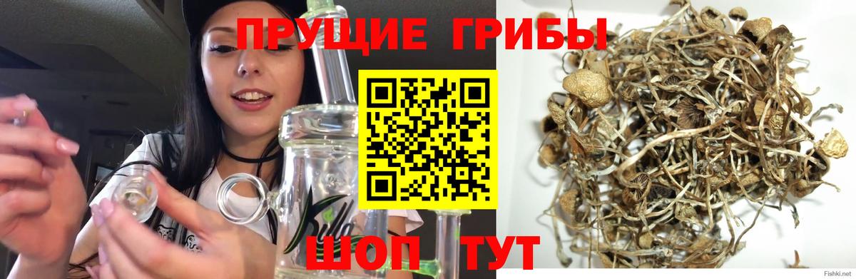 Псилоцибиновые грибы GOLDEN TEACHER Валуйки